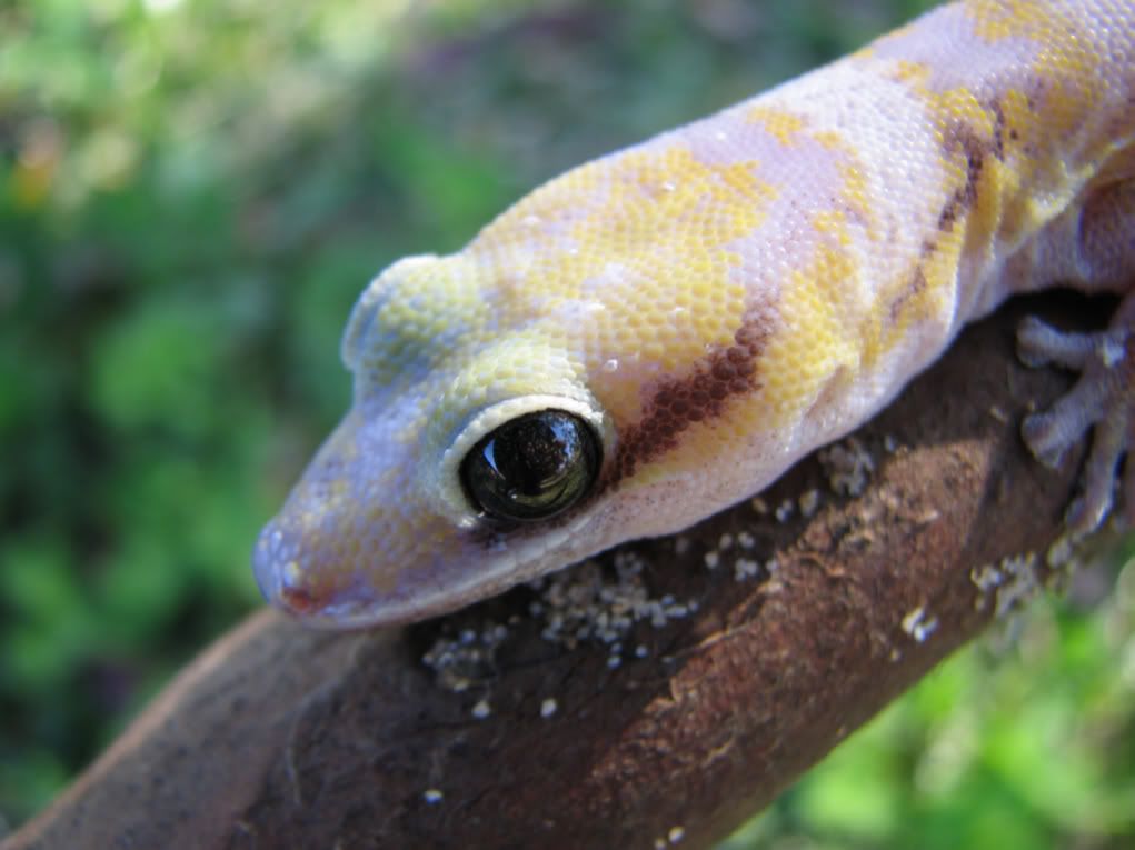 castelhypo2.jpg
