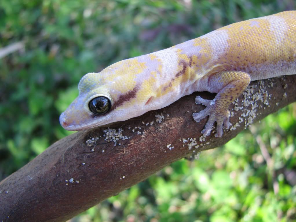 castelhypo3.jpg