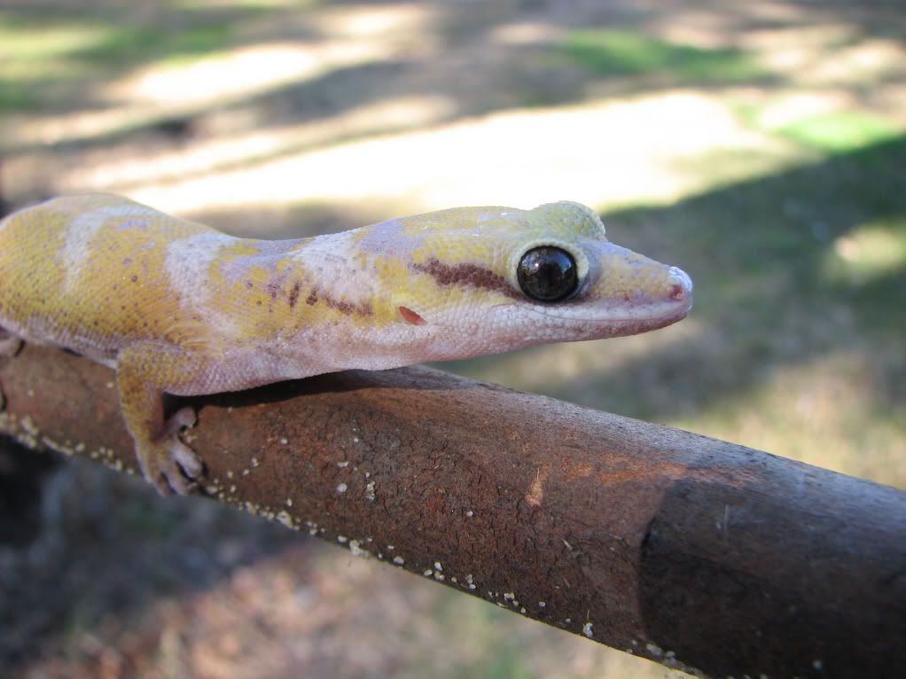 castelhypo4.jpg