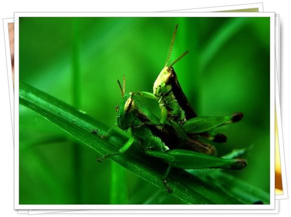 คอนเสิร์ตอัสนี วสันต์ เลียนแบบ