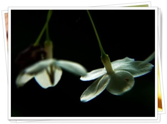 คอนเสิร์ตอัสนี วสันต์ เลียนแบบ