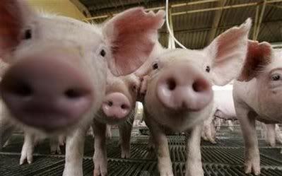 Swine Flu Pictures, Images and Photos