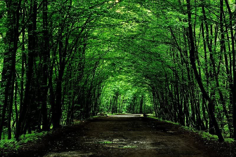 forest green photo: green forest green_forest_008_by_remigiuszScout.jpg
