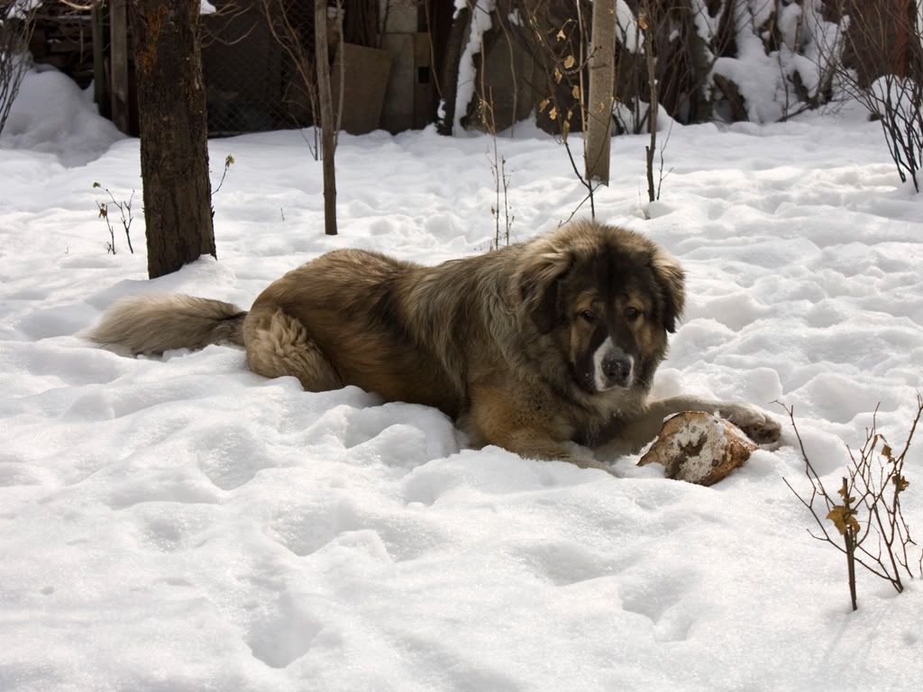 Качена снимка
