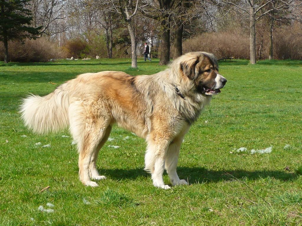 Качена снимка