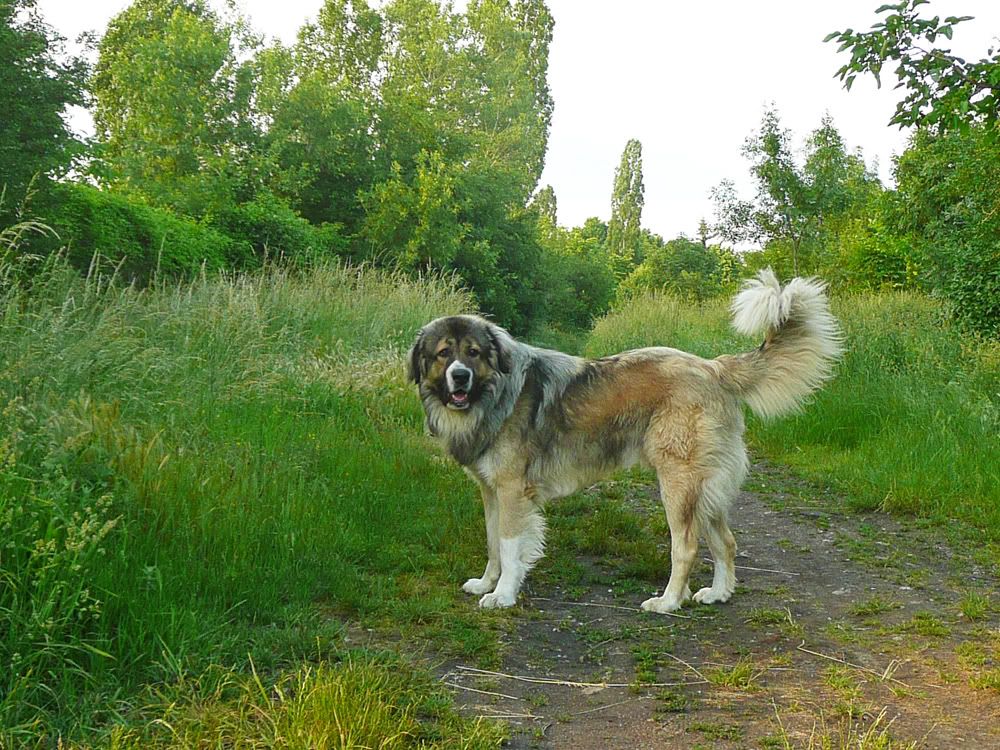 Качена снимка