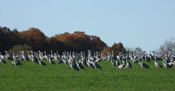 Why live in the boonies? - General Chat