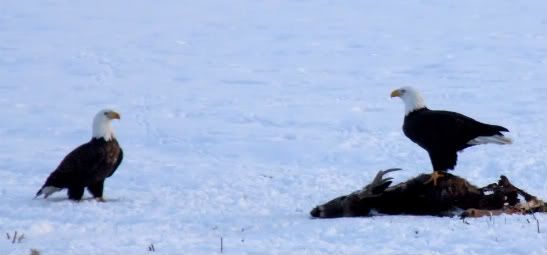 Why live in the boonies? - General Chat