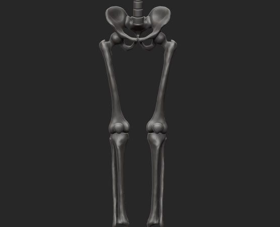 skeleton_legbones.jpg