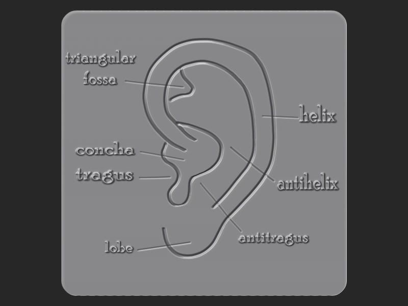 ear_outline_zbrush.jpg