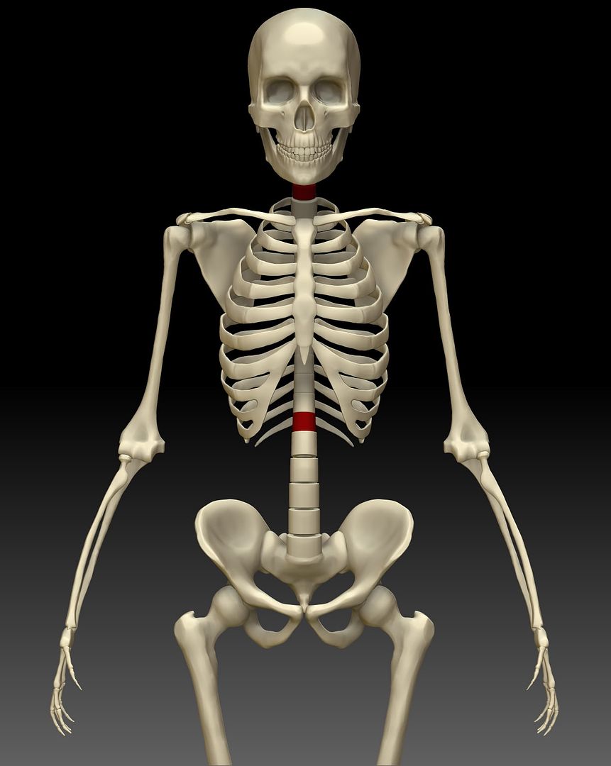 skeleton_anatomy001.jpg