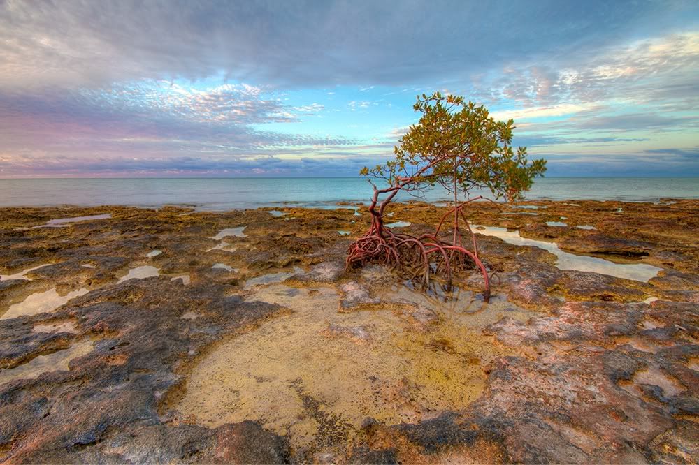 mangrovetree1000pixels.jpg