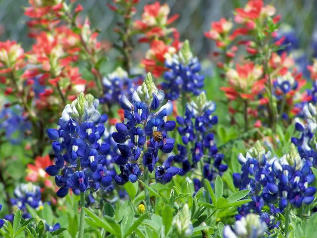 Bluebonnets Pictures, Images and Photos