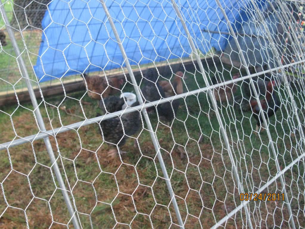 Chicken Tractor Pics BackYard Chickens Learn How to Raise Chickens