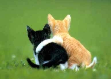 kittens.jpg friendship image by mysty-moo