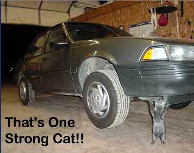 102Funny-Strong-Cat-Car-Picture.jpg