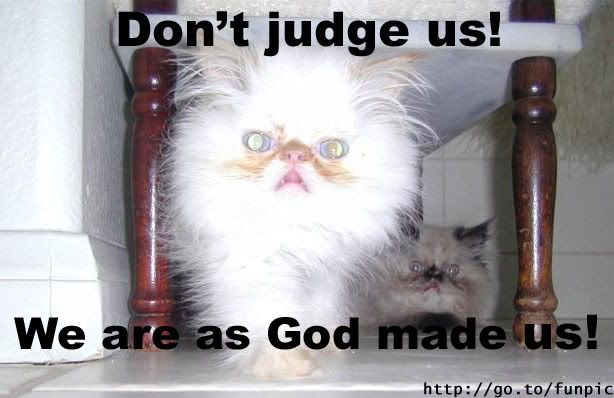 Judgecat.jpg