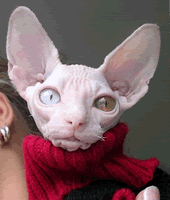 cat_nervous-1.gif