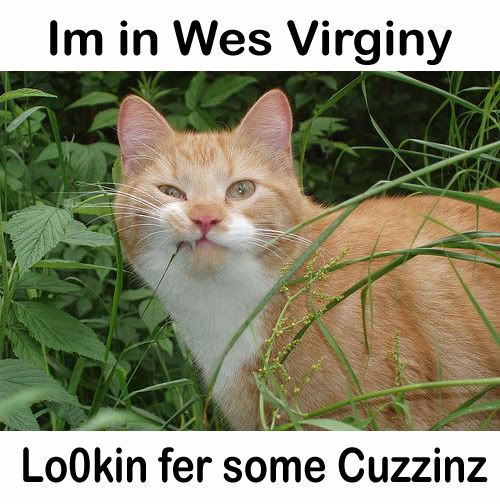 catqw2wv.jpg