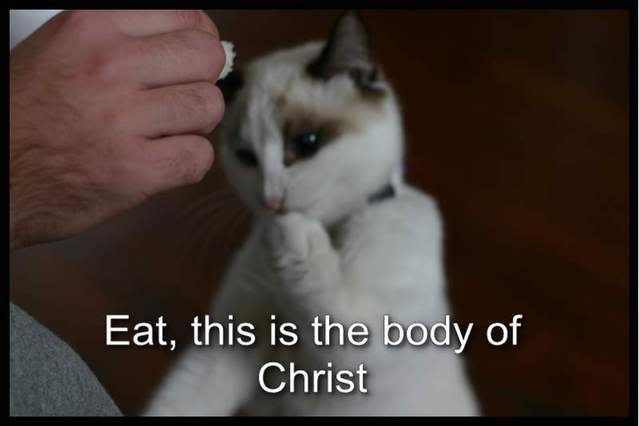 christcat.jpg