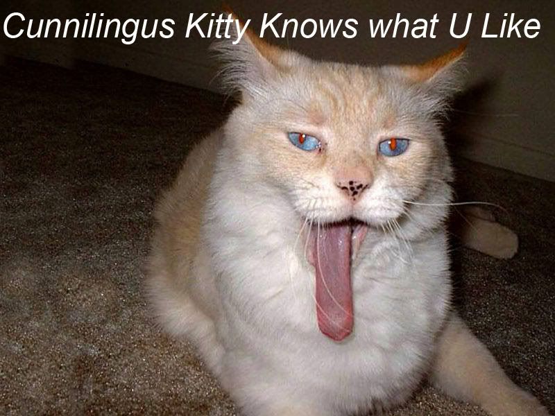 kittypc3.jpg