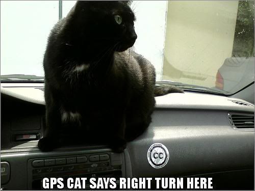 GPS-CAT.jpg