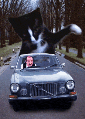 catbeatingcar.gif