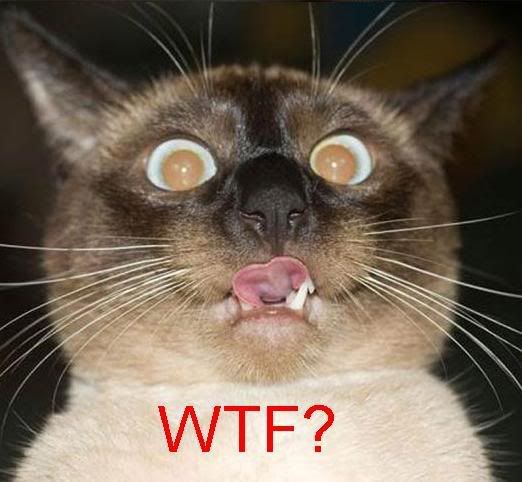 wtf11-1.jpg