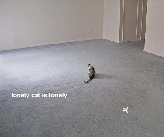 lonely-cat-2.jpg