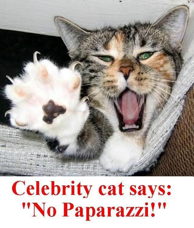 papparazzi.jpg