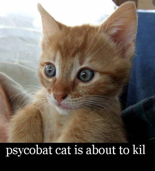 psycobatcat.jpg