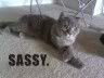 sassy.jpg