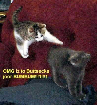 ninja-kitty.jpg