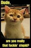 thstupidcat-1.jpg