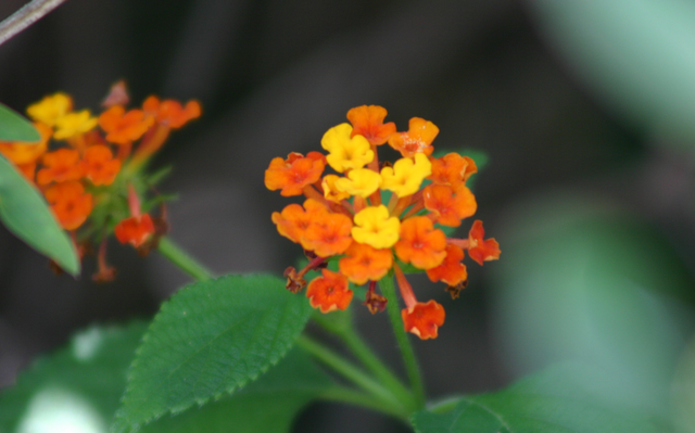 Lantana Pictures, Images and Photos