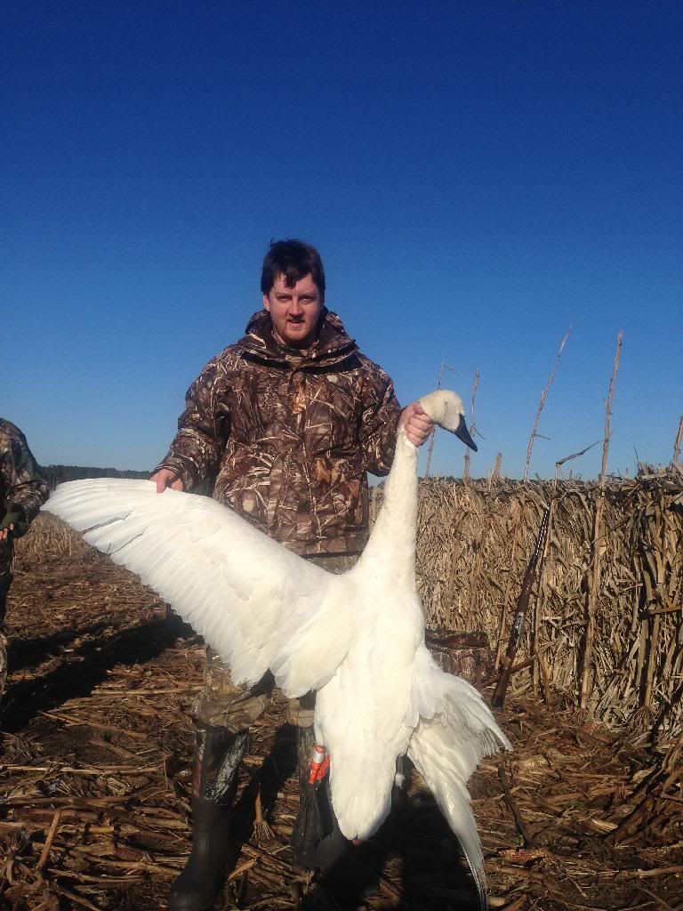 First Tundra Swan Duck Hunting Forum