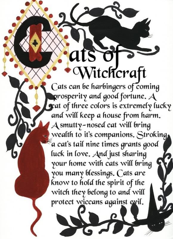 cat and witch craft Pictures, Images and Photos