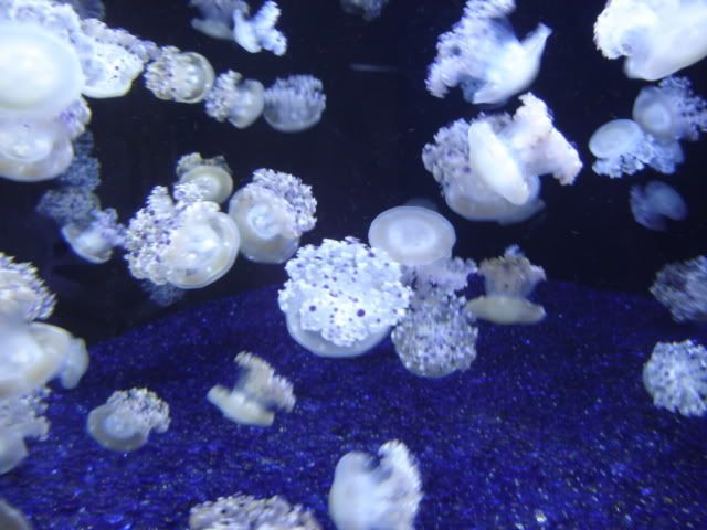 DSC01101.jpg
