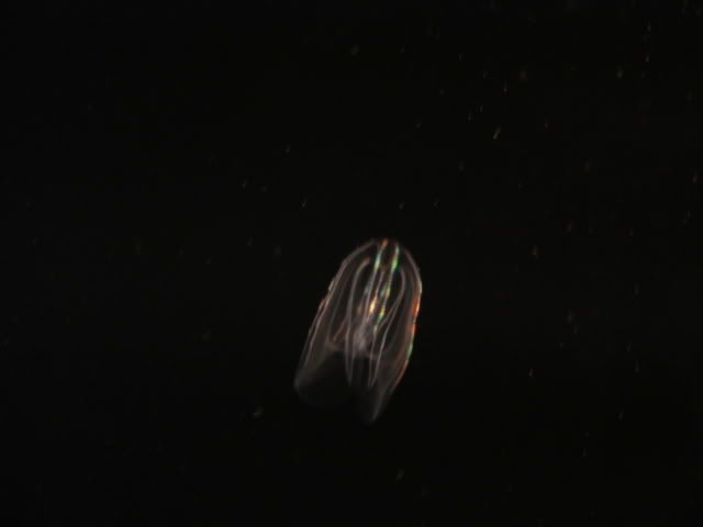 DSC01108.jpg