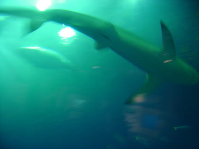 DSC01113.jpg