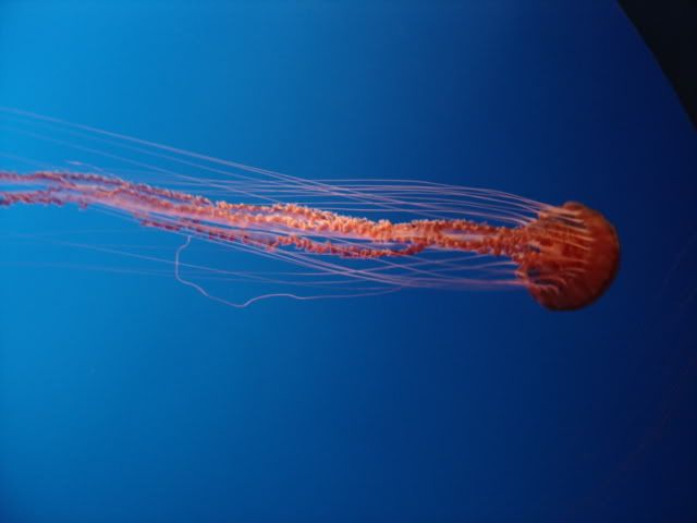 DSC01161.jpg