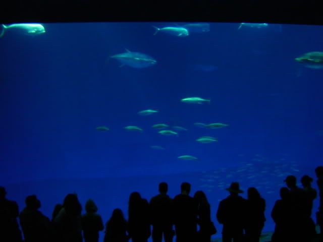 DSC01171.jpg