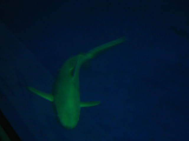 DSC01183.jpg