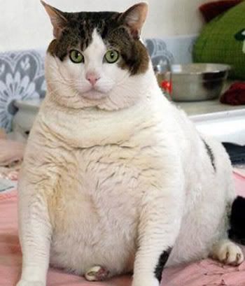 funny fat cat pictures. Funny Fat Cats