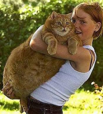 funny fat cat pictures. Funny Fat Cats