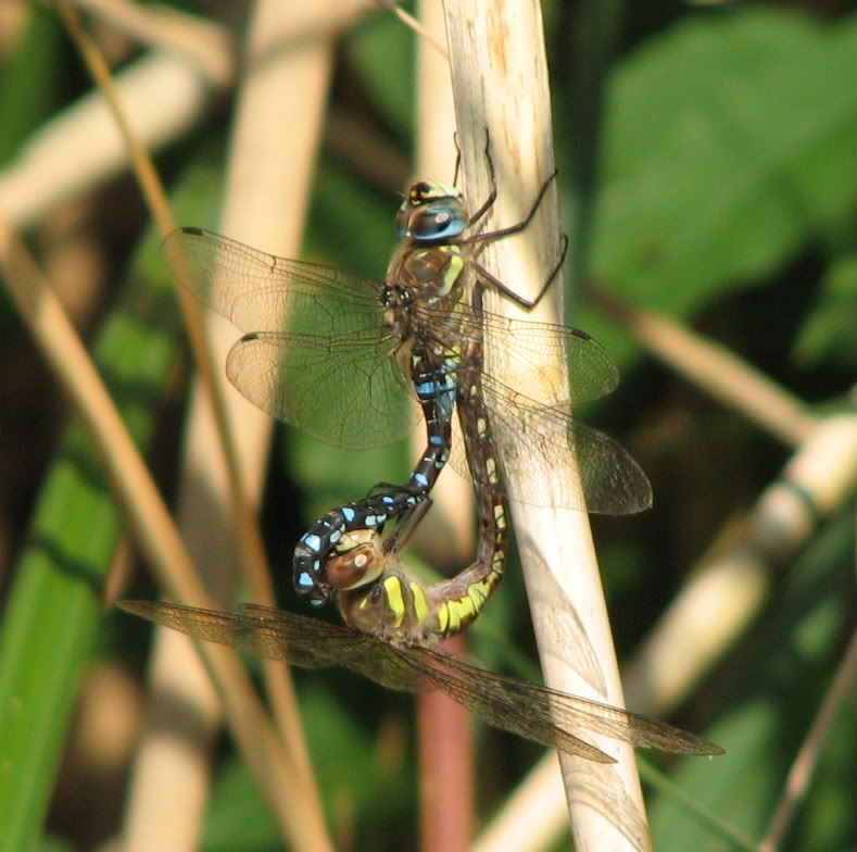 Dragonflies2.jpg
