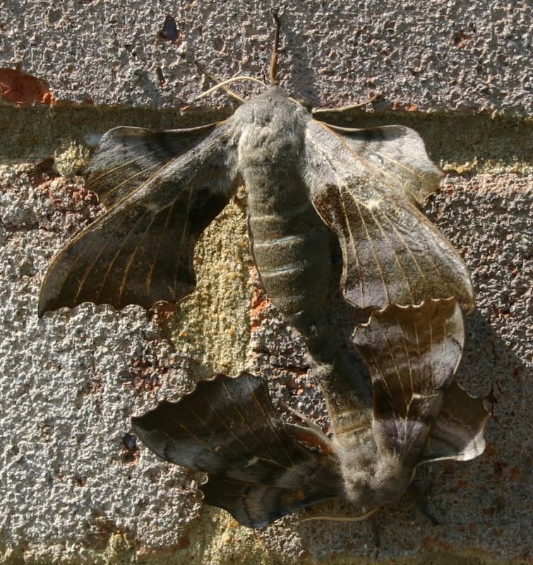 moths.jpg