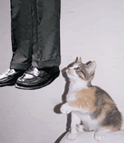curious-kitten.gif