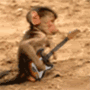 monkey-1.gif