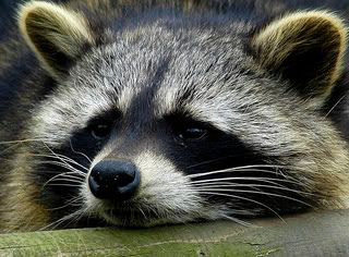 161297486_f02b5fd785.jpg tired coon image by coon_bucket